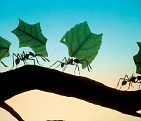       Средства от тараканов и муравьев